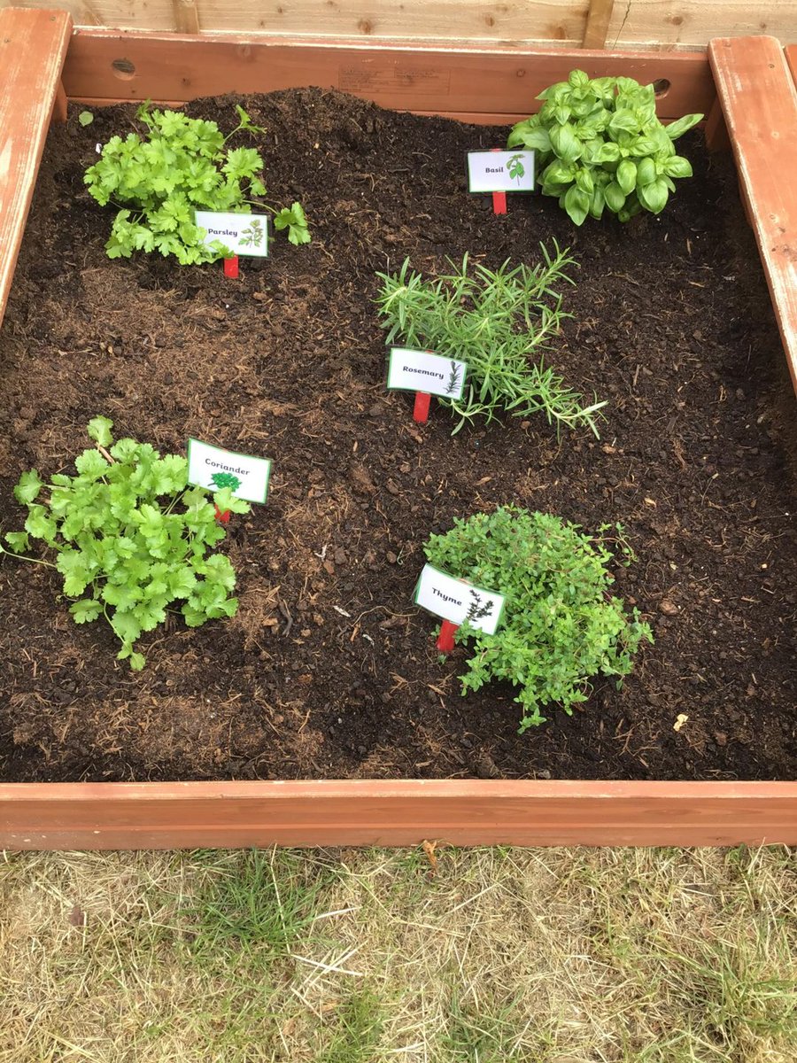 SpringBraintree's tweet photo. #theplacetobe@#springbraintree The staff have been working hard to develop the garden area for the 2 year olds. The children enjoyed helping to plant tomato plants & herbs & are really looking forward to the delivery of the new outdoor house which will create a cosy reading area https://t.co/nlNLbkOsx1