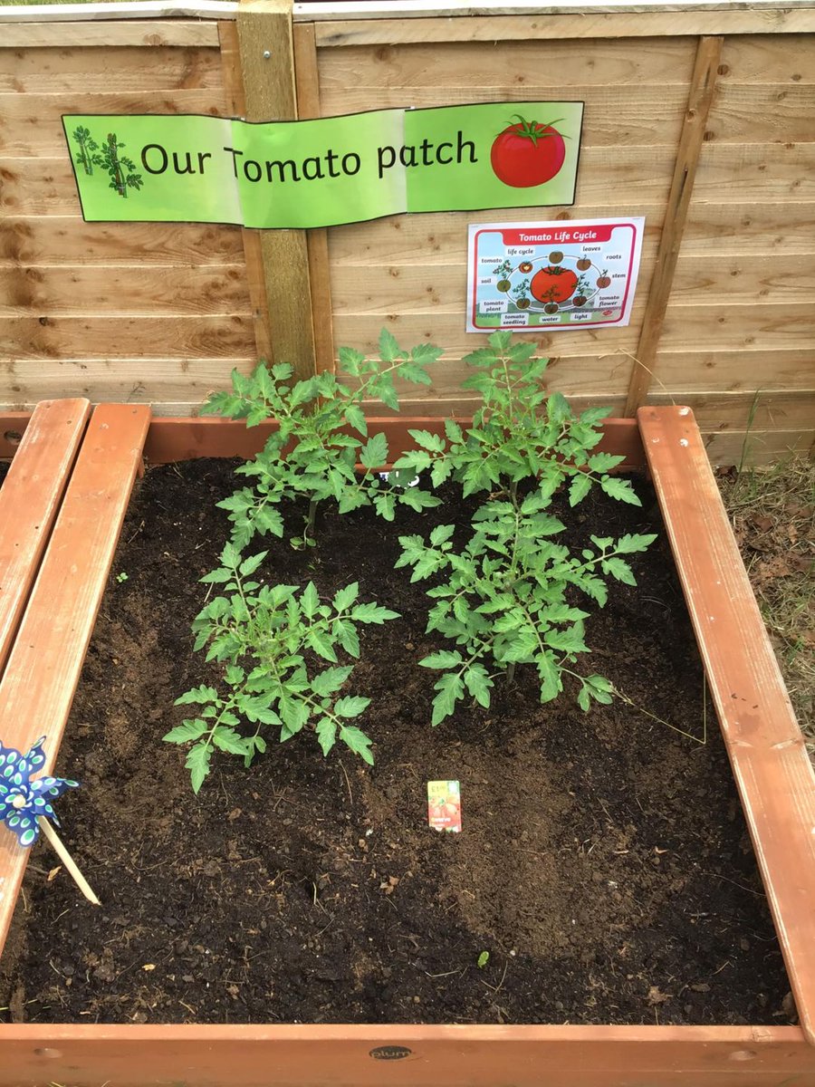 SpringBraintree's tweet photo. #theplacetobe@#springbraintree The staff have been working hard to develop the garden area for the 2 year olds. The children enjoyed helping to plant tomato plants & herbs & are really looking forward to the delivery of the new outdoor house which will create a cosy reading area https://t.co/nlNLbkOsx1