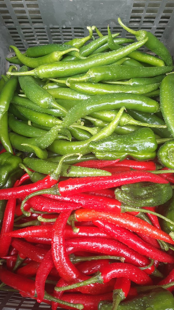 BallymakennyF's tweet photo. New Season #Premier potatoes in stock at #bfspudshack I was up in Flynns Farm in North County Dublin this morning who grow new season varieties Delighted to support them until our own #Queens are ready While I was there I got #Chillies from @taylorsoflusk Hot Stuff #AtTheShack https://t.co/fv4av5zniI