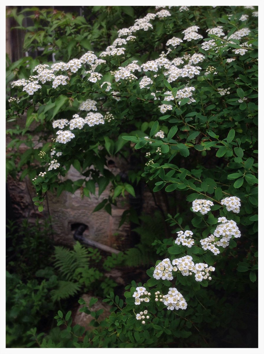 Hal_Duncan's tweet photo. Day 97 of #100DaysOfPlants and next up, as we rapidly run out of days to cover the plants still left, is spiraea. The profusion of flowers in this area shows what it should have been like all over, I think, if I'd pruned it as hard as you're meant to. Next year I'll be bolder. https://t.co/qQBLQikeoo