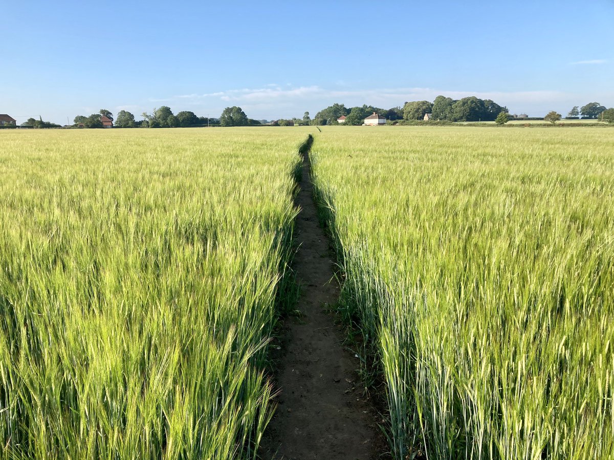 WildAnglia's tweet photo. Sorry but late for the morning tweet but it’s been one of those days 😀. Superb morning longer walk on the ‘upland’ part of walk today walking through the barley was ticklish for the ol woofer but lots of sniffs to be had Lots of molluscs around today https://t.co/jAwc0jLP8I