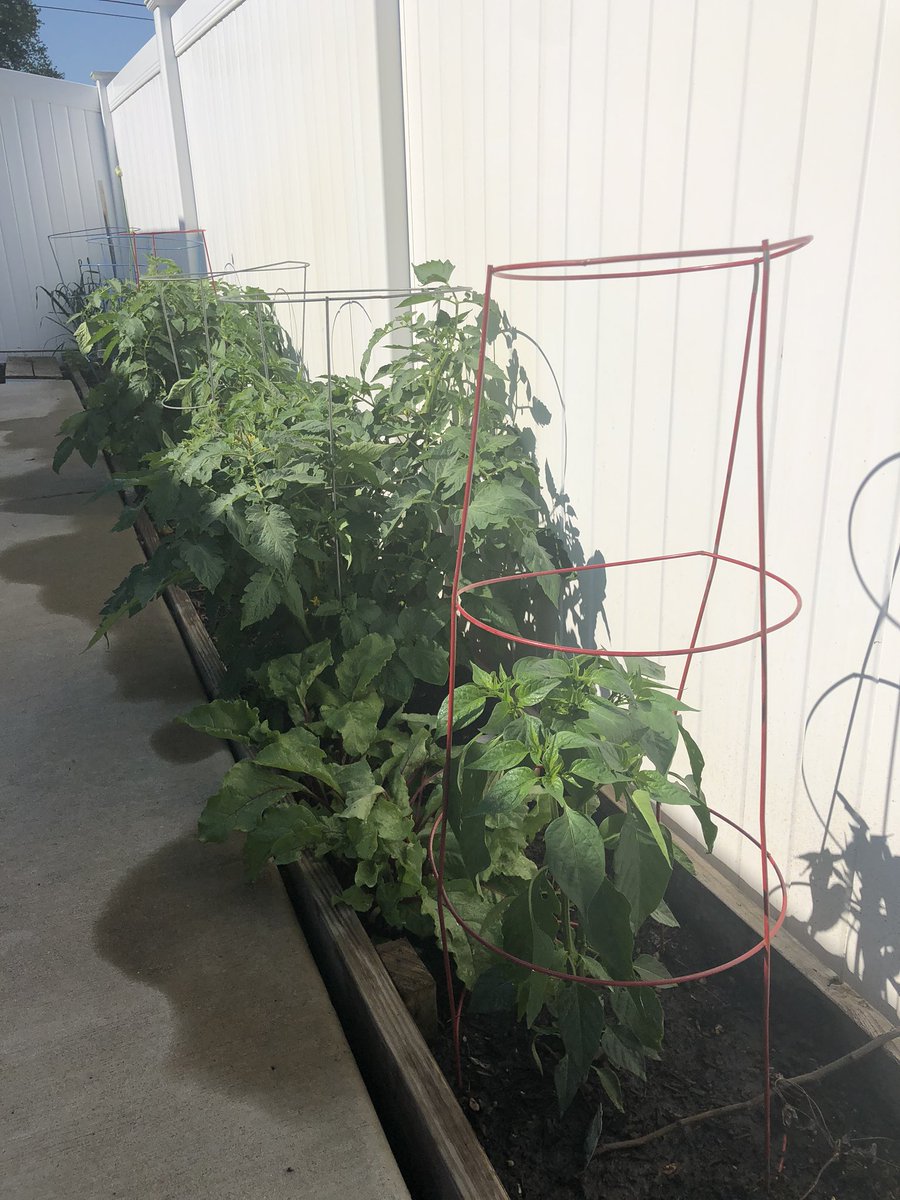TeaHilton's tweet photo. @John_Kass Keeping the dream, and the garden, alive and well!! https://t.co/EB4qt6nWtW
