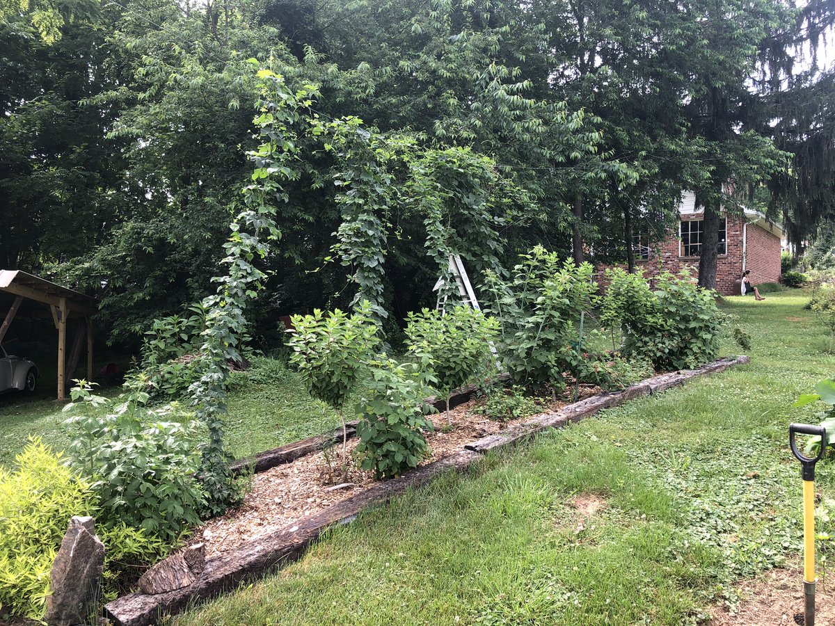marklocklear's tweet photo. Pics of my hop garden. This is year three and it’s finally all coming together. Hops with ornamental plants and fruit trees in between. #nchops https://t.co/Gyz3xIkXio