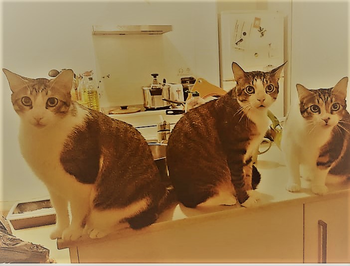 BlocLaBordeta's tweet photo. Por cierto, dicen que en el bloque viven muchos gatos, que ellos son los verdaderos propietarios del inmueble. No les toqueis las palmas que si se revelan os vais a cagar.
#CatBloc #GatetsEnlluita #TarañoLaCara https://t.co/PIr3jj9hut
