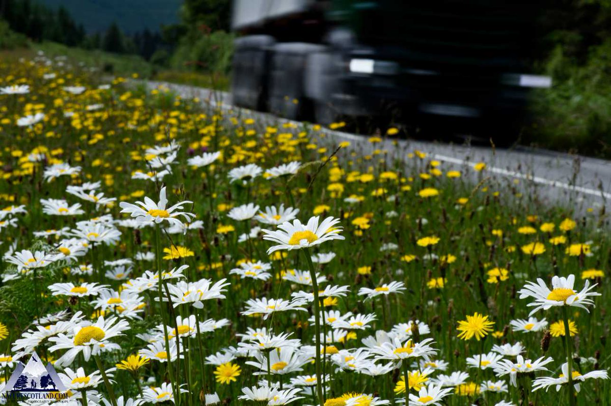 Well done to @argyllandbute for not cutting the road verges on #Mull. These habitats are not only incredibly beautiful but also hugely important for bees, butterflies and a whole host of other wildlife. @Love_plants @savebutterflies @BumblebeeTrust 🐝🦋🐞🌻🌼🪲