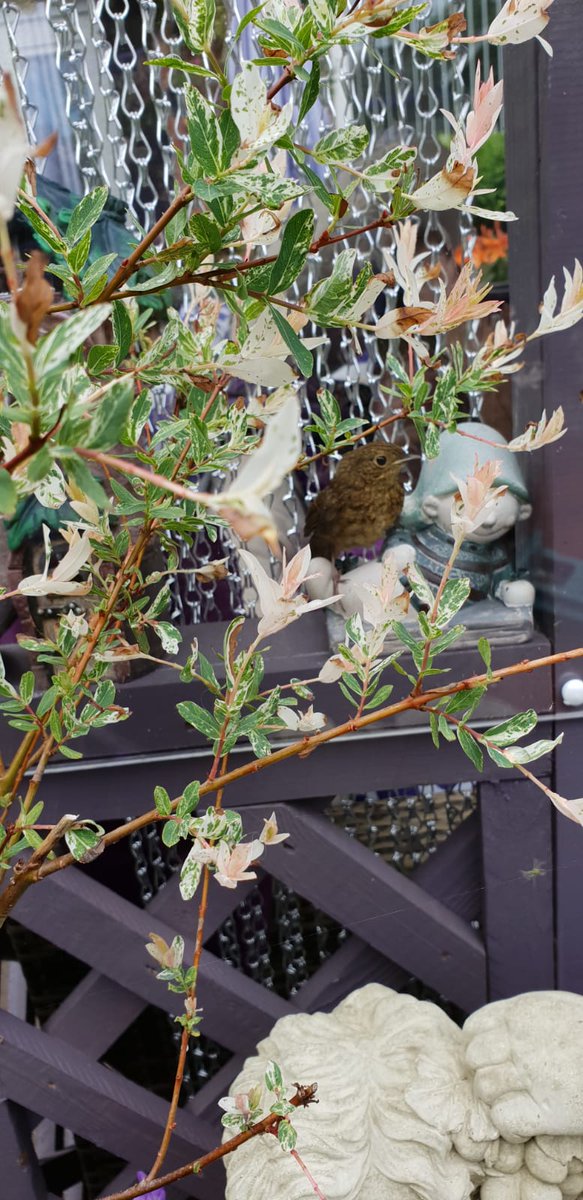 Can you spot the baby robin that went in my gazebo, think it was sheltering from the rain, its safely out now and flown away bless.