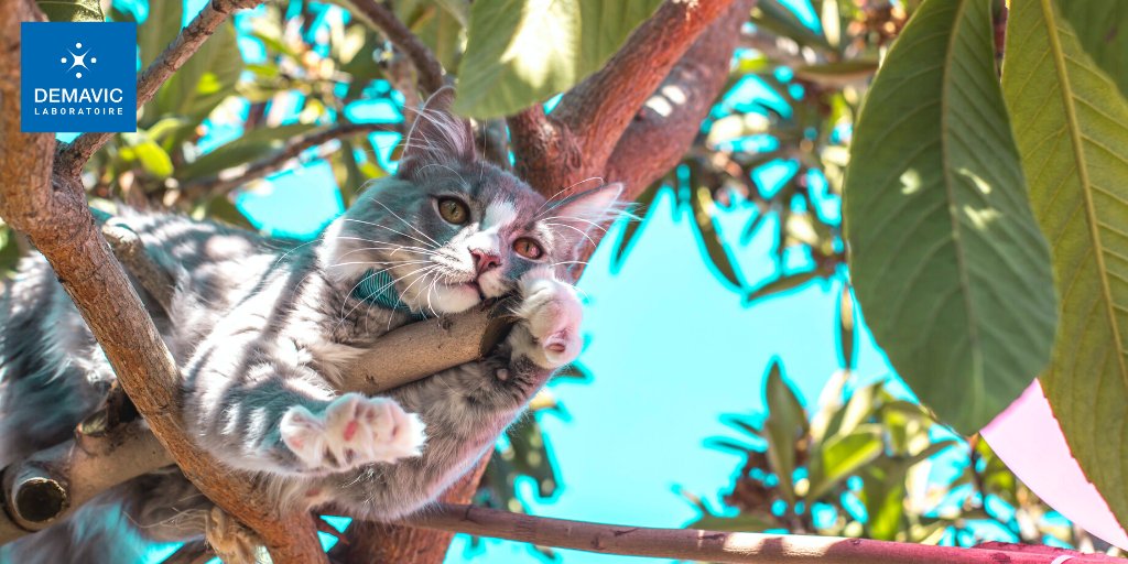 DEMAVICLab's tweet photo. 🎉 Plus que quelques jours pour profiter du printemps ! 🌳🌸 Dites-nous ce que vous avez prévu ce week-end avec votre boule de poils ? 

N'oubliez pas de participer au choix du nouveau logo d'HAPPYNIMAL, jusqu'à dimanche inclus : https://t.co/ElrNQkg6wc https://t.co/SP7XUZIkwq