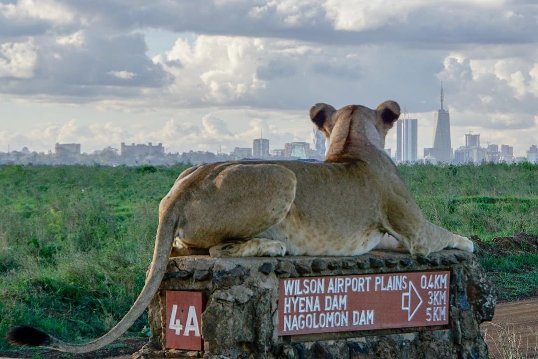EDDU_ANDERE's tweet photo. Kenyan main city Nairobi is the only city in the world with a national park. https://t.co/DNScIZV6bB