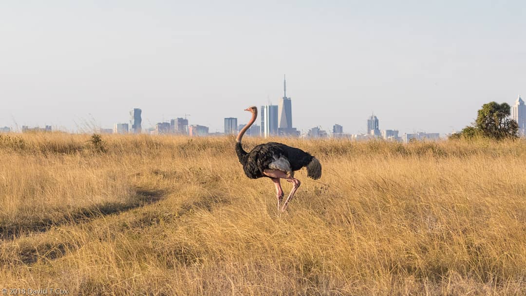 EDDU_ANDERE's tweet photo. Kenyan main city Nairobi is the only city in the world with a national park. https://t.co/DNScIZV6bB