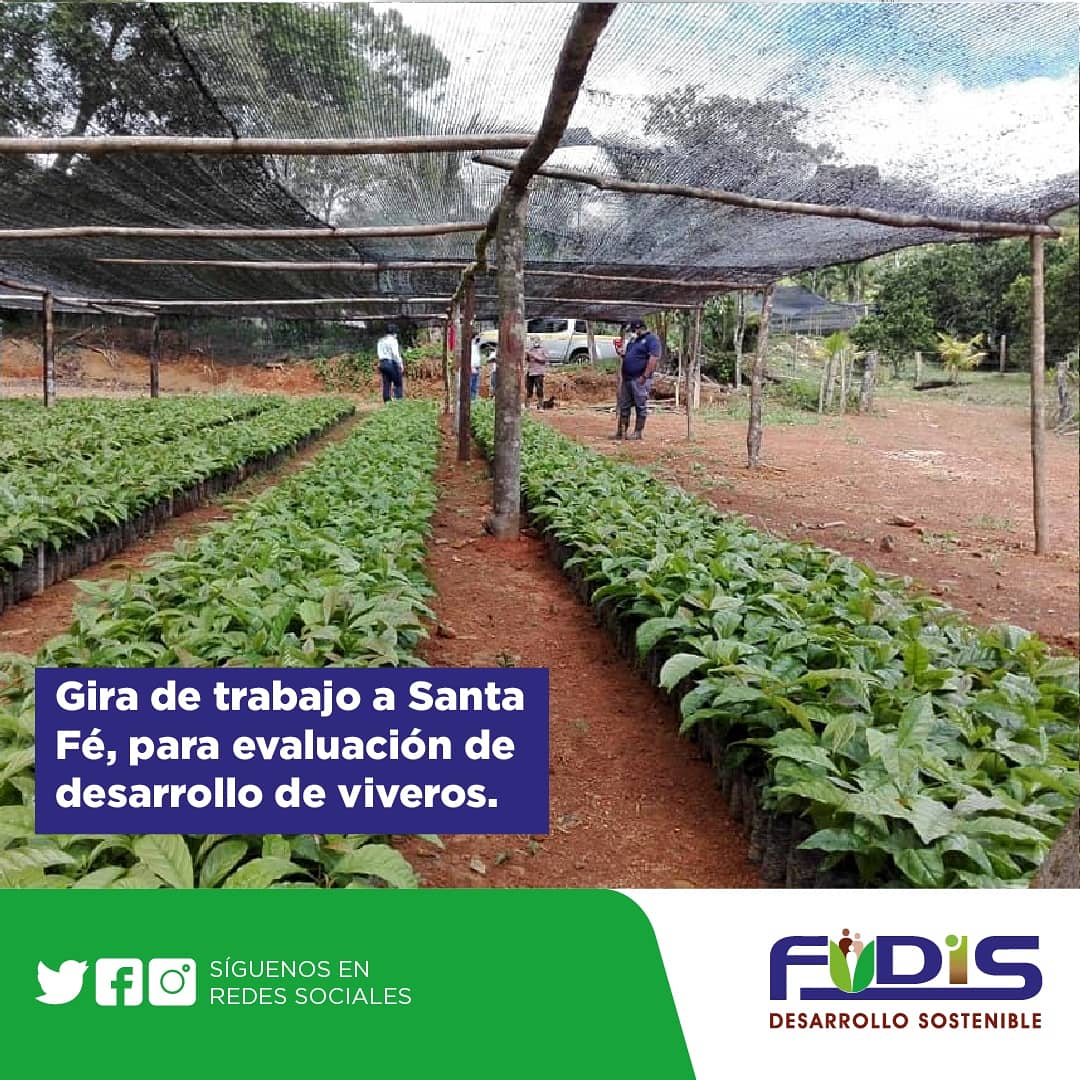 DesarrolloFudis's tweet photo. El pasado 12 de Junio realizamos una gira de trabajo a Santa Fé, para evaluar el desarrollo de viveros y presentar avances del proyecto con @MIDAPma @naturapma
⁣
#FondodeAdaptación #Agroforestería #ConservaciónSuelos #ClimateChange https://t.co/8ytpe3fsqN