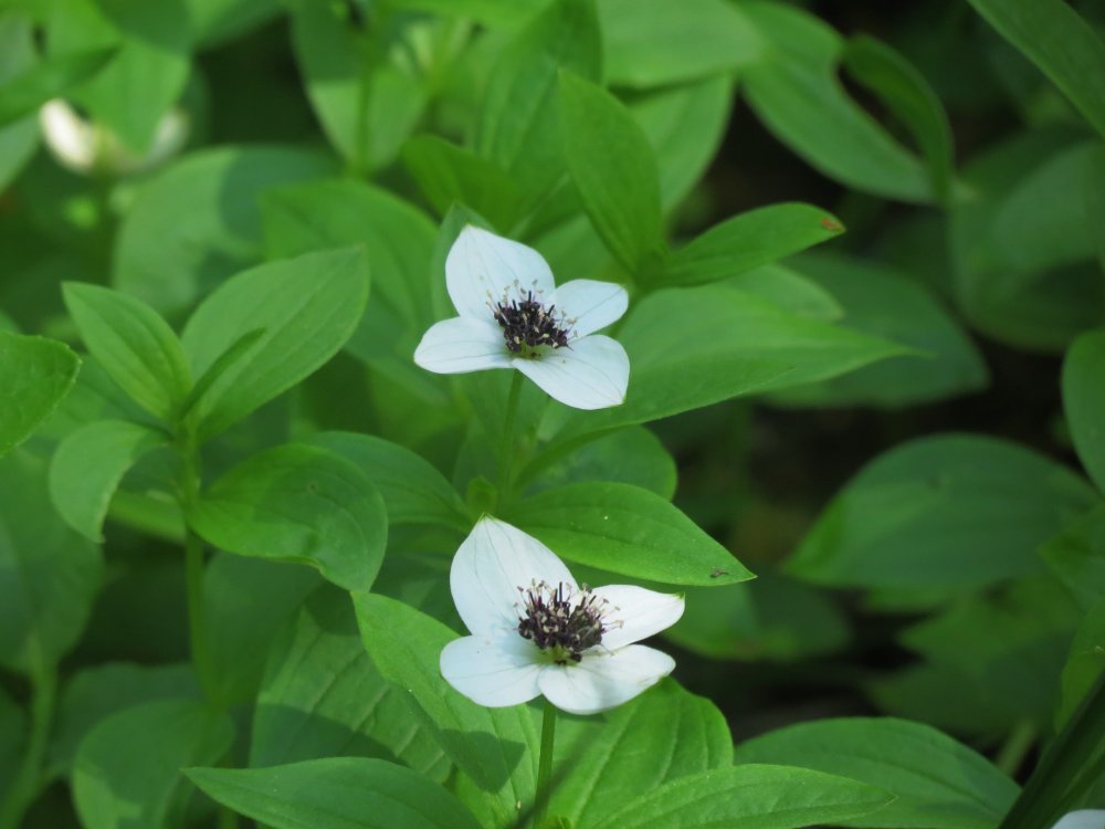 MarkoValker's tweet photo. New plant species for me today - bunchberry (Cornus suecica). #plants #plantsofinstagram #bunchberry #NaturePhotography https://t.co/NSI711kbbV