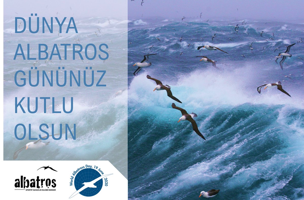albatrosyp's tweet photo. Dünya Albatros Gününüz Kutlu Olsun! 😃🕊️🌍  #AlbatrosHavacilik #AlbatrosOutdoor #DünyaAlbatrosGünü #WorldAlbatrossDay #Albatross https://t.co/ffhApDYH0P