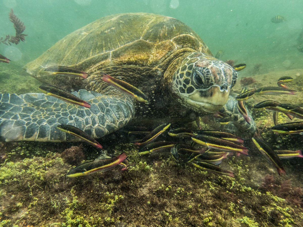 UoR BioSci tweet media