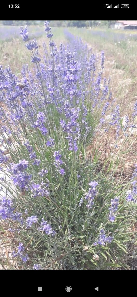 Lavanta tarlası mı🥰 Senden ekeceğim olum nasip olursa vesile olan adına ekeceğim dikeceğim..