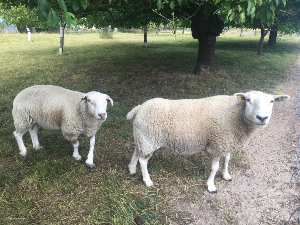 souveraineté alimentaire de l’UE ? On apprend que l’UE propose à la Nouvelle-Zélande un contingent de 40 000 t de viande ovine à droit 0!Pendant ce temps, ⁦⁦<a href="/regiongrandest/">Région Grand Est</a>⁩ essaie de sauver ses filières et ses abattoirs !! C’est le cas de Rethel avec la filière ovine 🇫🇷