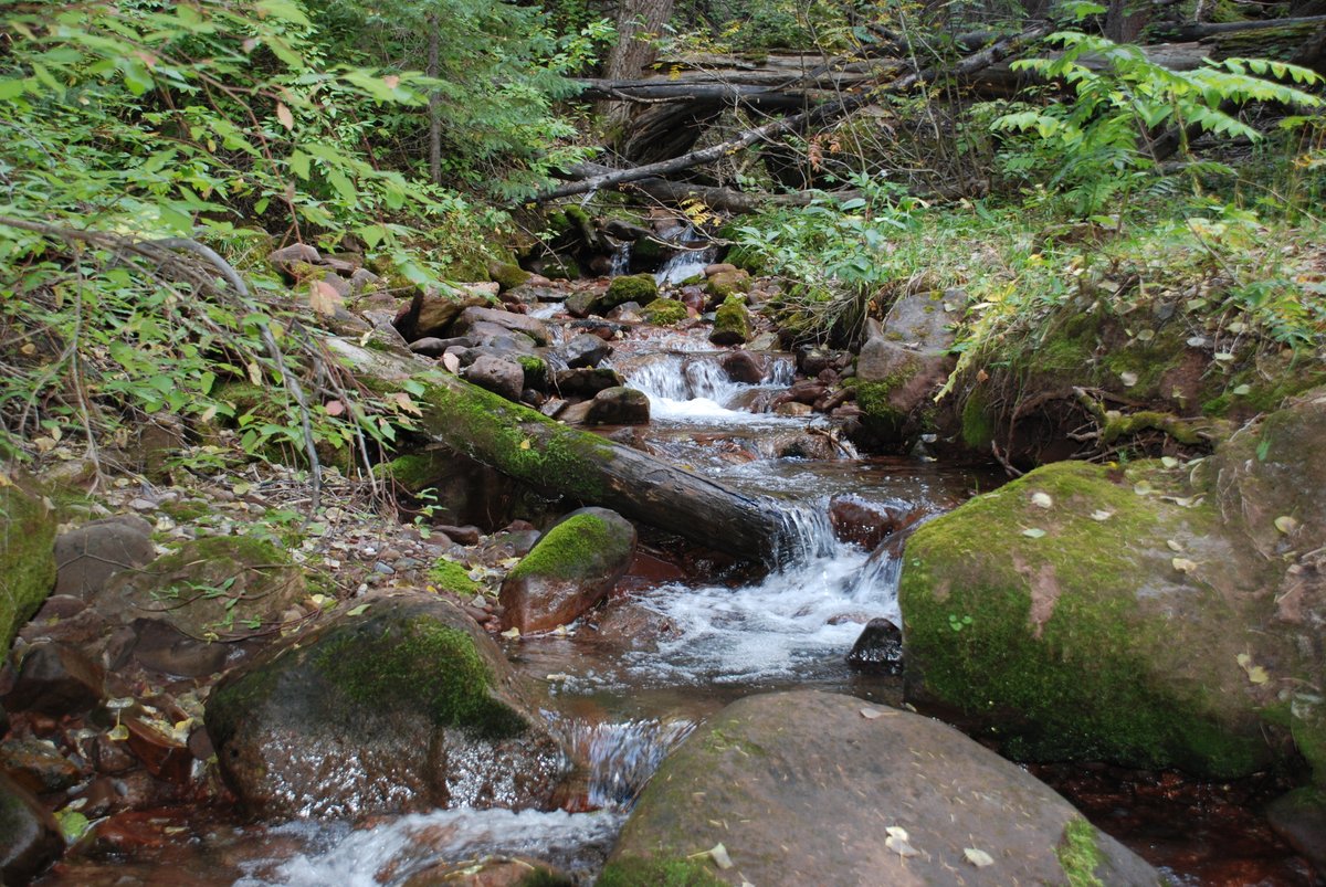 naturalinquirer's tweet image. The weekend&apos;s almost here - what better time to get out into the great outdoors? #ForestFriday #logjam