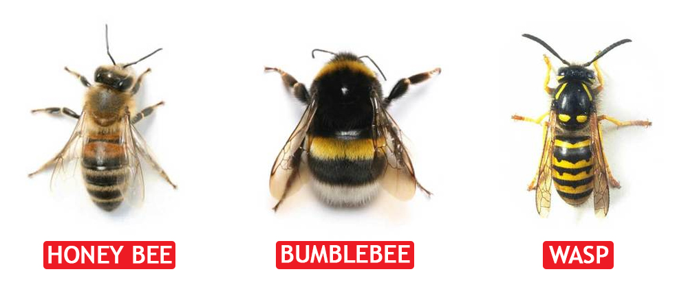 Suddenstrikeltd's tweet photo. Bees vs wasps! 🐝🐝🐝

Bees are fuzzy, making their stripes a little less distinctive than the bright yellow and black markings of a wasp.

Wasps have longer, slimmer bodies with a narrow waist.

📱 01270 619 147 https://t.co/FXB9AEFt93