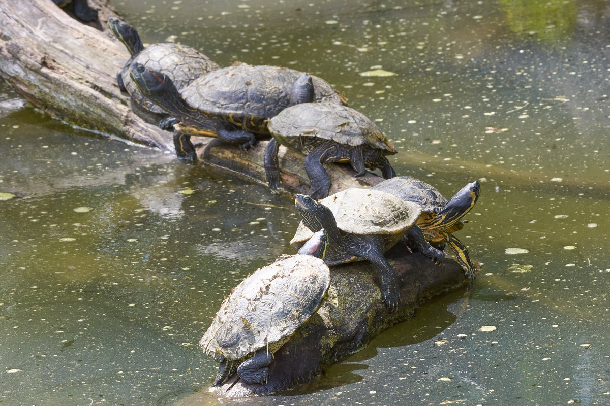 Happy last day of school Watershed Turtles!! We have missed you so much these last few months and can't wait to see you again next year!!