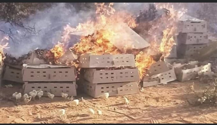cleonecassidy's tweet photo. POLICE in Beitbridge intercepted 19 600 smuggled day-old chicks from South Africa and destroyed them by fire.  @SPCA @peta @AnimalWelfareRN  Someone needs to charge for this barbaric cruelty. I feel sick. https://t.co/HHhSnbN1M8