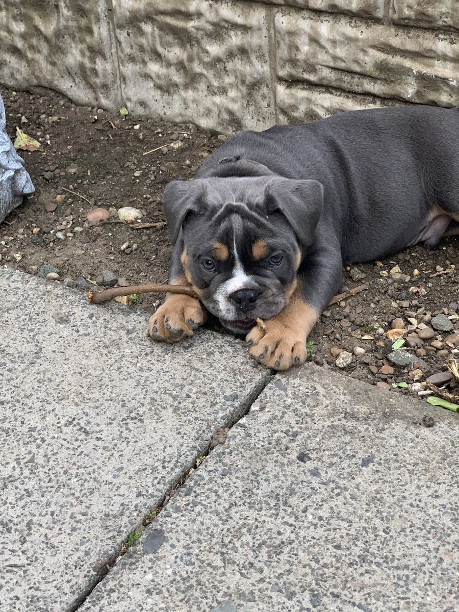 BullyCheeto's tweet photo. @animology My mummy would give my lots of puppy love when I’m finished playing in the mud if I win 🐾🐾 https://t.co/Urow0reEia