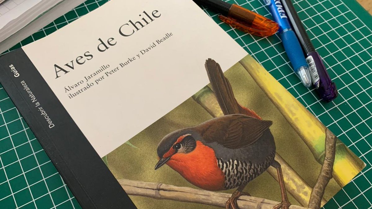 Atención fanaticada de los pajaritos!
Acá compartimos un podcast del ornitólogo Álvaro Jaramillo, producido por <a href="/ladera_sur/">Ladera Sur 🌎</a> 
cutt.ly/0uASAtK