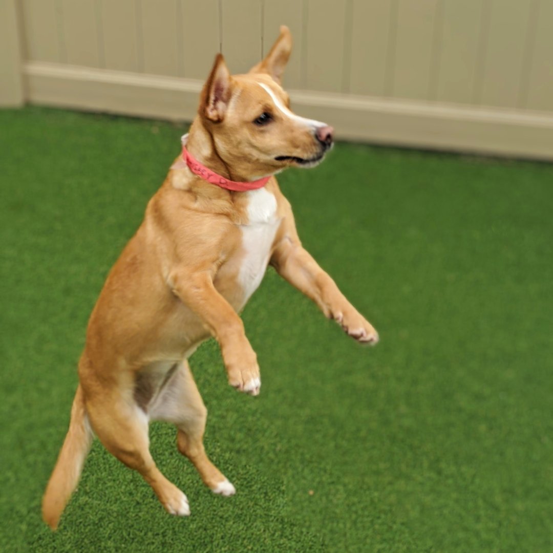 'I'm using my mind powers to levitate! Soon I will use them to conquer the world!' 🧙‍♀️🌎😈
.
.
.
#chicagopuppies #chicagodoggo #corgimixesoftwitter #corgimixes #smalldoglove #superpowerdogs #superpowerdog #dogschicago #psychicdog