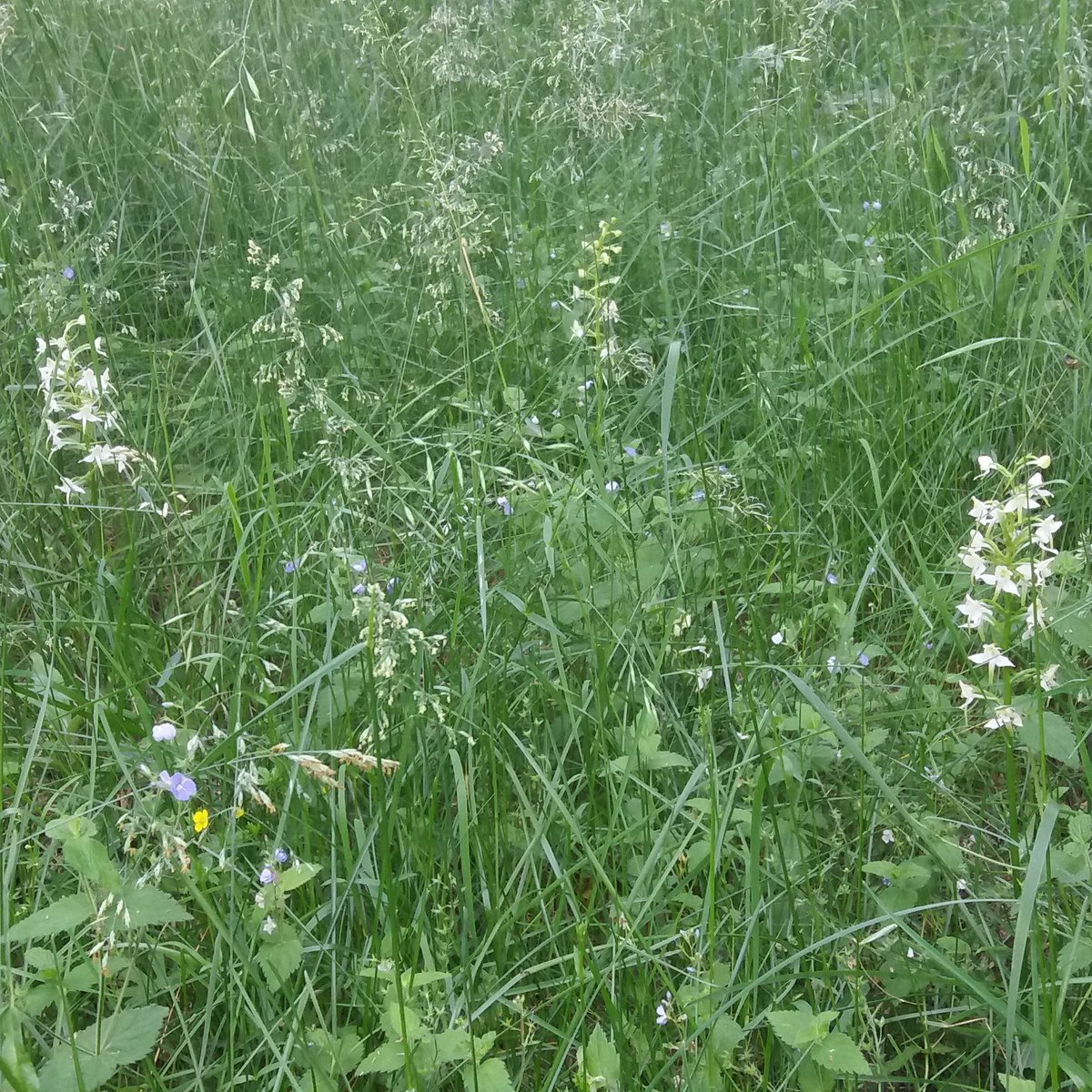 Kam vēl ir naktsvijoļu pļava?