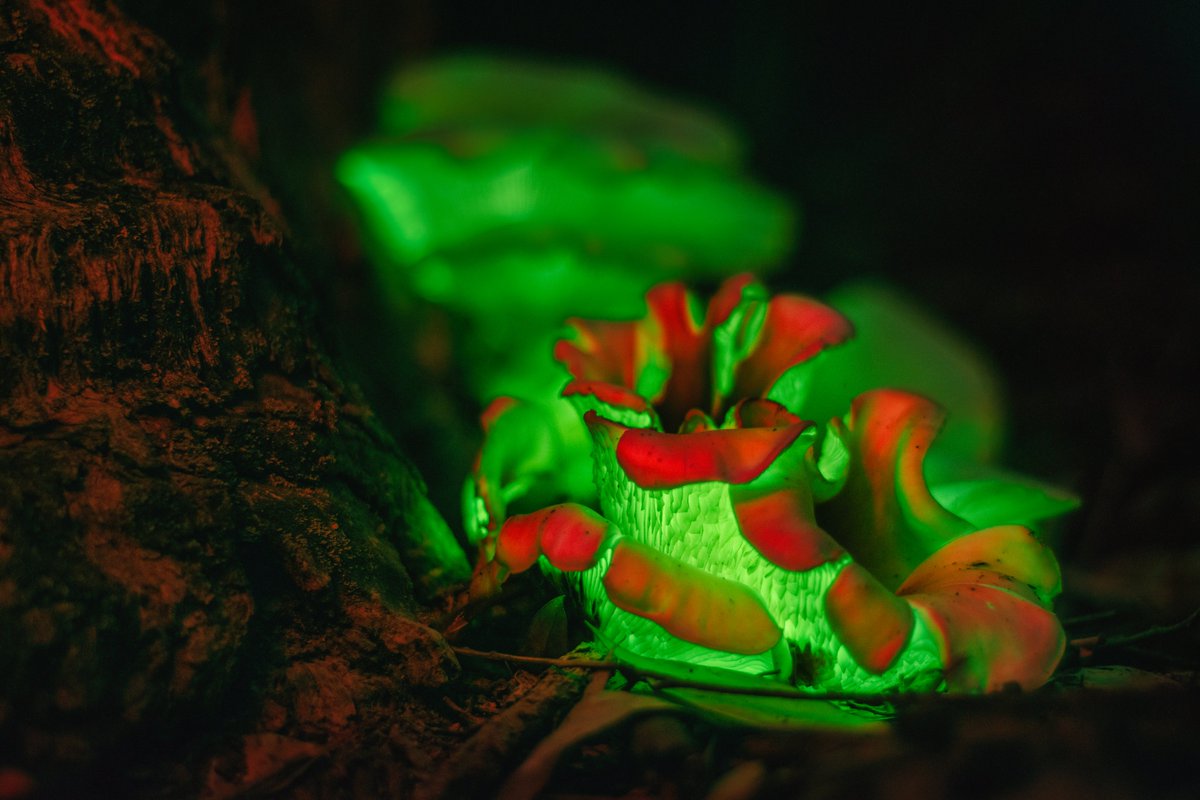 'It emitted by night a phosphorescent light.'🔅🍄 — Scottish naturalist, James Drummond describing the Ghost fungus in 1841.

Ghost fungus (Omphalotus nidiformis) is a gilled basidiomycete mushroom with a remarkable bioluminescent property.