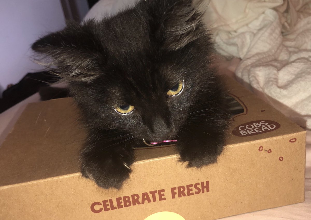OnaagoshinAnang's tweet photo. I canโt quite tell if sheโs protecting or claiming my @COBSBread order. #Sparrow #MaincoonKitten #IShouldntEvenEatIt #ButItsSoGood https://t.co/R5gXdDOPfV