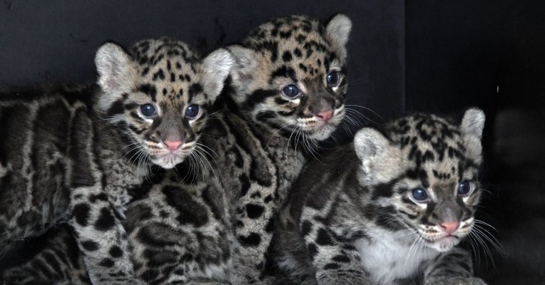 ❤️ CARNET ROSE DU PARC ZOOLOGIQUE DE MULHOUSE 

Après la naissance de 3 petites panthères nébuleuses le 31 mars dernier, ce sont 4 loutrons qui ont vu le jour en avril dernier ! 😍

📫 51 rue Jardin Zoologique, 68 Mulhouse 03.69.77.65.65

#ParcZoologique #Alsace #OuSortirEn