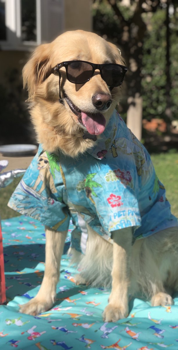 You can’t spell Swag without WAG 😎