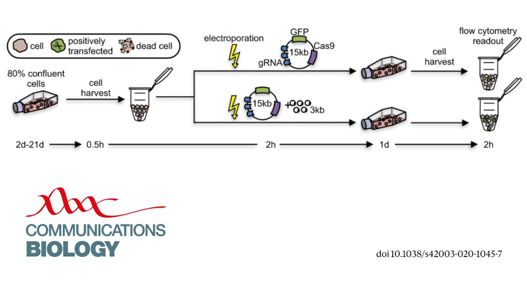 In a study published today in <a href="/CommsBio/">Communications Biology</a>, Kutter et al. present a simple method to improve the efficiency of genome engineering by adding a small vector to a large #CRISPR vector: go.nature.com/2NbOxMP