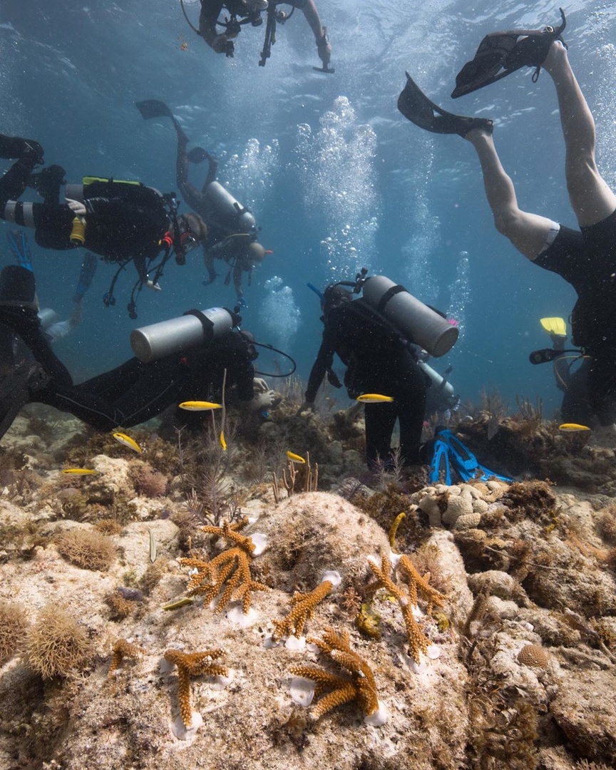 Florida is home to the world's largest non-profit marine organization dedicated to restoring coral reefs -- @coralcrf! 🐠 Learn more about their reef efforts here: bit.ly/2ZaCyq6 #LoveFL 📷 : IG alex_neufeld_photo / @coralcrf