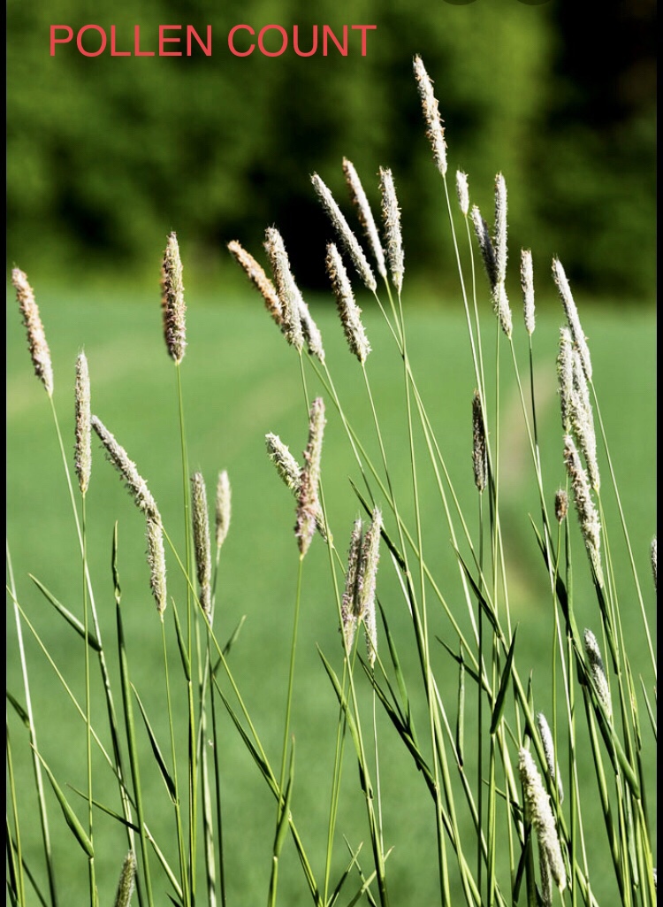 BVAAClinics's tweet photo. Pollen count 6/19/20: Trees are moderate, Grasses are high, and Weeds are low. This weeks pollen of the week, Timothy grass, is pictured here. https://t.co/RKF5Ntqwr0