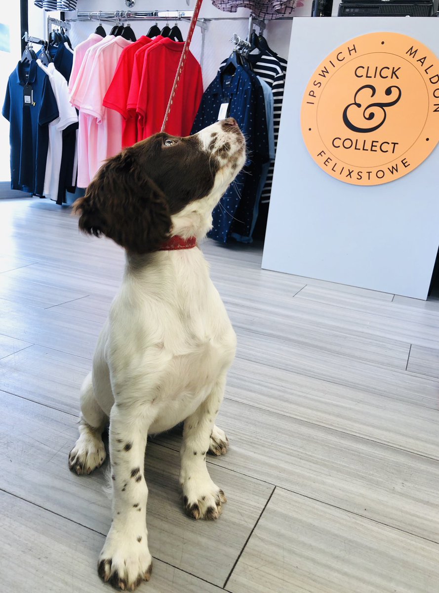 CoesFelixstowe's tweet image. We had the CUTEST visitor in-store this afternoon - 13 week old Mabel 😍🐶 #puppylife #13weeksold #felixstowe #clickandcollect #coes #weareopen