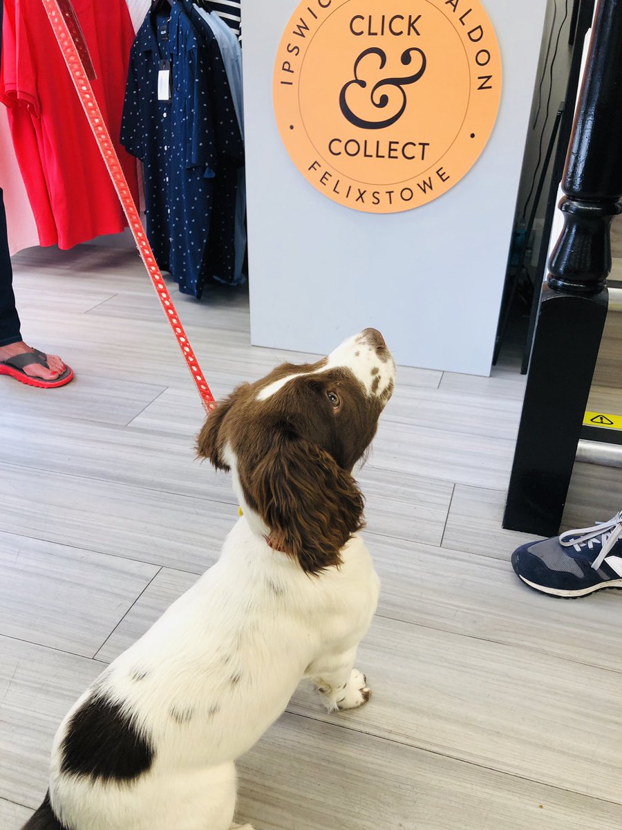 CoesFelixstowe's tweet image. We had the CUTEST visitor in-store this afternoon - 13 week old Mabel 😍🐶 #puppylife #13weeksold #felixstowe #clickandcollect #coes #weareopen