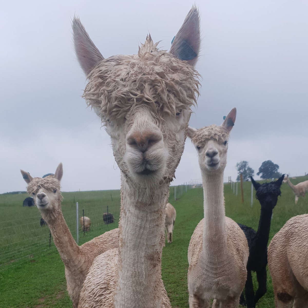 No matter the weather, you will never stop our alpacas posing😅