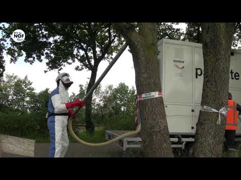 VIDEO: Eikenprocessierups wel degelijk aanwezig in Noardeast-Fryslân - rtvnof.nl/video-eikenpro…