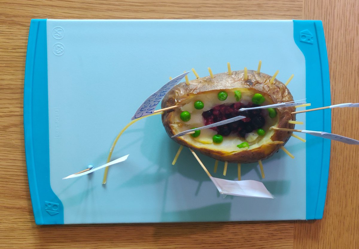 Rotmm's tweet photo. @Campion_School So we baked Jacket Potato's at home yesterday and there was one left over for Dad's dinner this evening. But then an interesting challenge in today's @CampionScience lesson meant Lucas decided to use it as the base for a model of bacteria 😢🤔😂 #ProudToBeCampion https://t.co/Jup33jmIth
