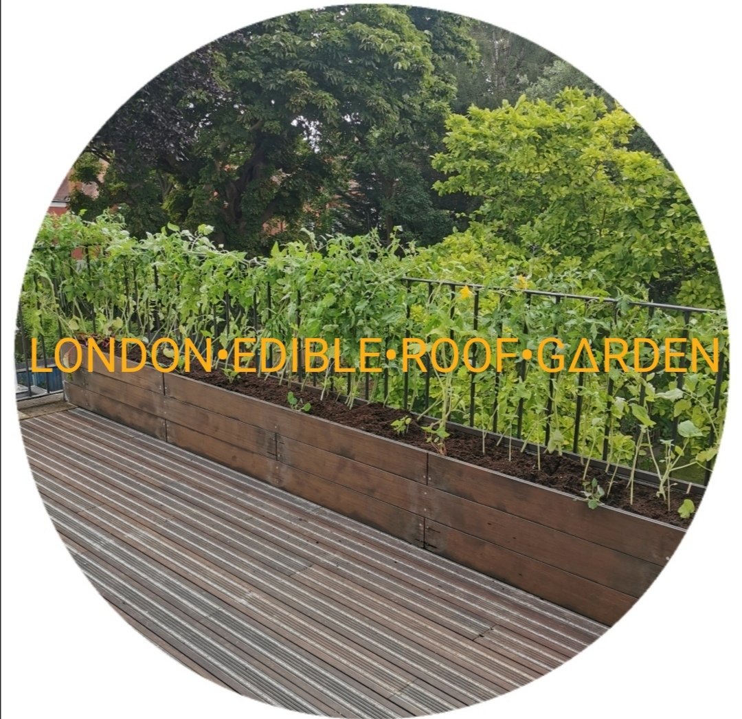 DimitriLaunder's tweet photo. #LondonEdibleRoofGarden new #artist_gardenerproject with sustainably sourced nonslip Bamboo Decking & Planters • Polyculture & companion planting #noinsecticides https://t.co/xLHsgAHUpQ