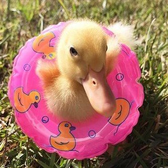 we had to order special duckling sized pool floaties for them