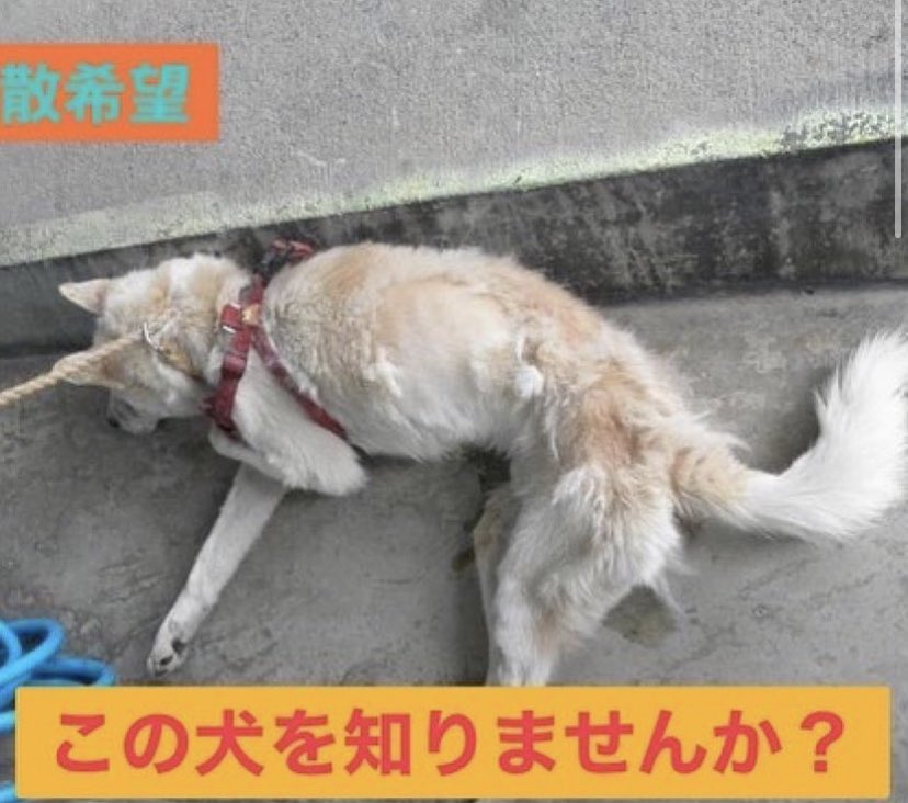 埼玉保健所 春日部市保健所 収容犬 保健所収容 保健所収容犬 埼玉県春日部保健所収容犬 埼玉保健所収容 春日部保健所収容犬 埼玉県 埼玉 動物愛護センター 埼玉県動物愛護センター 埼玉動物愛護センター 里親募集 殺処分 命の期限 迷子