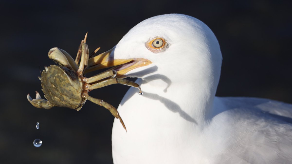 TopvanTexel's tweet photo. Prachtige #Zilvermeeuw heeft een lekkere #strandkrab te pakken uit de #Waddenzee op #Texel bij De #Cocksdorp! @waarneming https://t.co/X28g7rPLTa