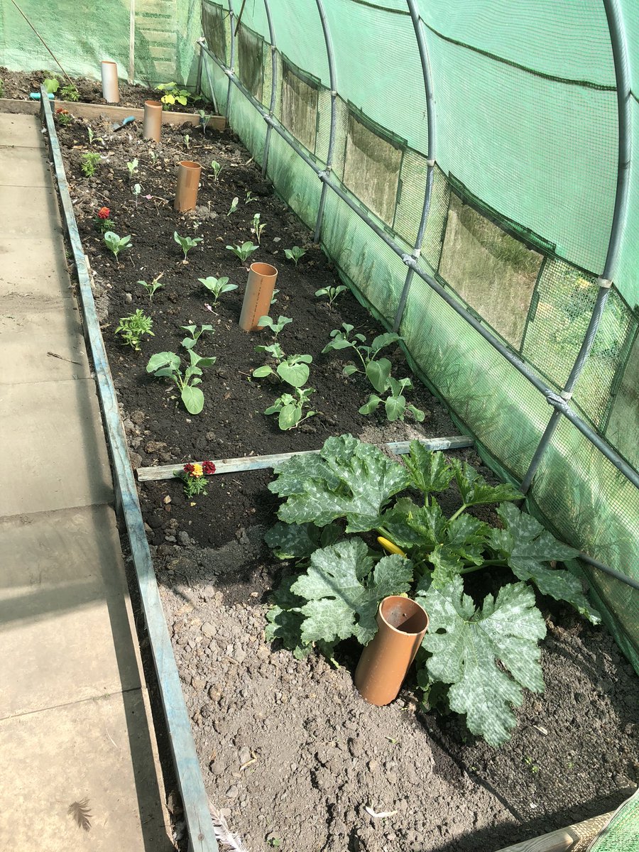 SaraLyndel's tweet photo. Polly tunnel has a few things now. 🥕🥕broccoli, cabbage, spring onions, spinach, 🥒 , squash puts me sprouting (yes I know the side) courgette and some marigolds to keep anything off that sneaks through the gaps. #Allotment #hardworkpaysoff #FamilyPlot #gyo #organic #Plot20 #veg https://t.co/eiuCeME5Cu