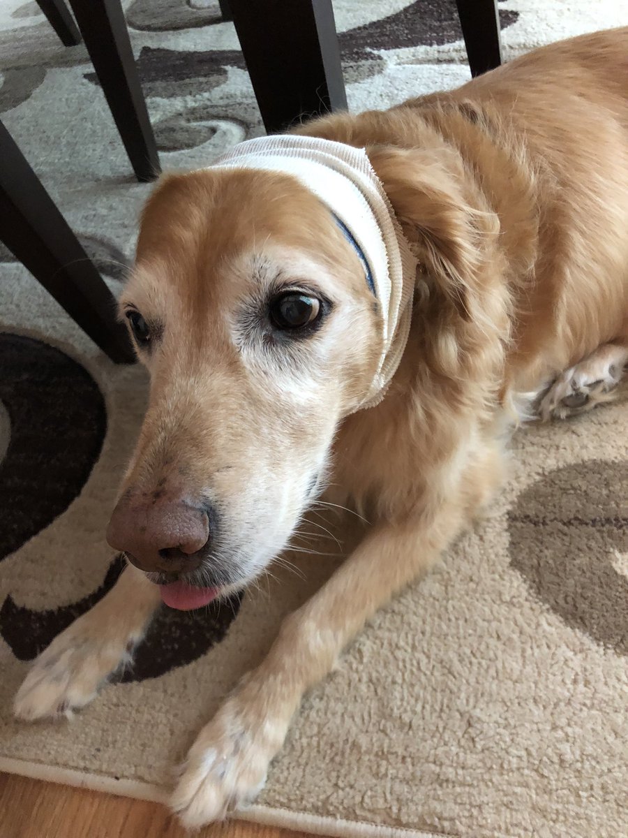 AllisonChinchar's tweet photo. Word to the wise...if you jump in the pool and shake too hard while trying to dry off you can pop a blood vessel in your ear (hematoma), and end up having to wear this pretty headband. She has spent the better part of the day trying to get it off #DocIsTooGood #ItsNotComingOff https://t.co/1CAwRlx1KS