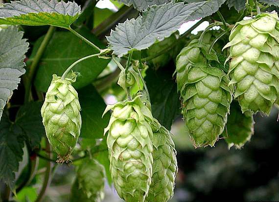MikesBeerBar's tweet photo. Today's Beerisms w/ Mike's:

The Vic Secret hop is one of the newest hop varieties from Australia, reaching commercial production in 2013. It delivers tropical fruit flavors in early and dry hop additions. Notes of pine, earth, pineapple, and passion fruit abound! #hopknowledge https://t.co/H2pxs81O4Z