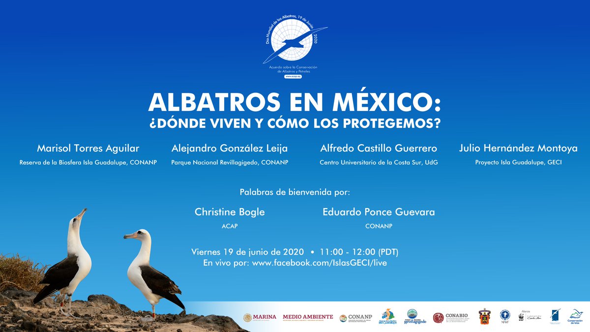 #DíaMundialdelosAlbatros ¿Te perdiste el webinar: 'Albatros en México: ¿Dónde viven y cómo los protegemos?', puedes verlo en esta liga: es-la.facebook.com/IslasGECI/vide…