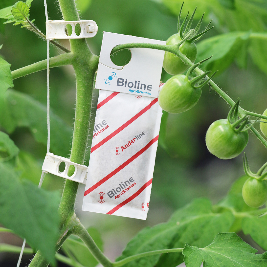 🤔#Anderline #andersoni is a #predatorymite that prevents and controls #tomato 🍅 #russetmite on your #tomato crop. 👉Connect with your #biolineagrosciences #biocontrol expert for more information. #happyplants #cleanplants #beneficialagents #growers #growerscommunity