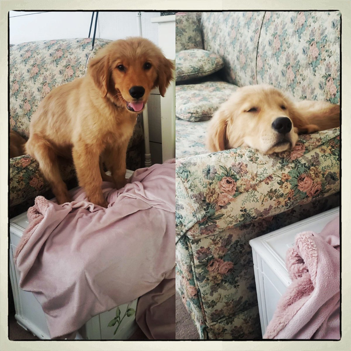 Karmabear3's tweet photo. Which dog is right? Bolt thinks the arm rest on the couch is where his butt sits, Ollie thinks the arm rest is where he lays his chin and naps. https://t.co/FKR2uywpv4