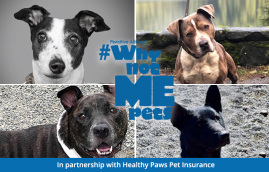 GoHealthyPaws's tweet photo. We’ve partnered with Pawsitive Alliance for the #WhyNotMePets campaign to give difficult-to-home pets an extra paw up. These lovable pets are ready to find their forever homes. Meet this month’s featured pets – Queen, Asher, Summer and Manny! https://t.co/GQhVNI930q https://t.co/tERtlMOZkz